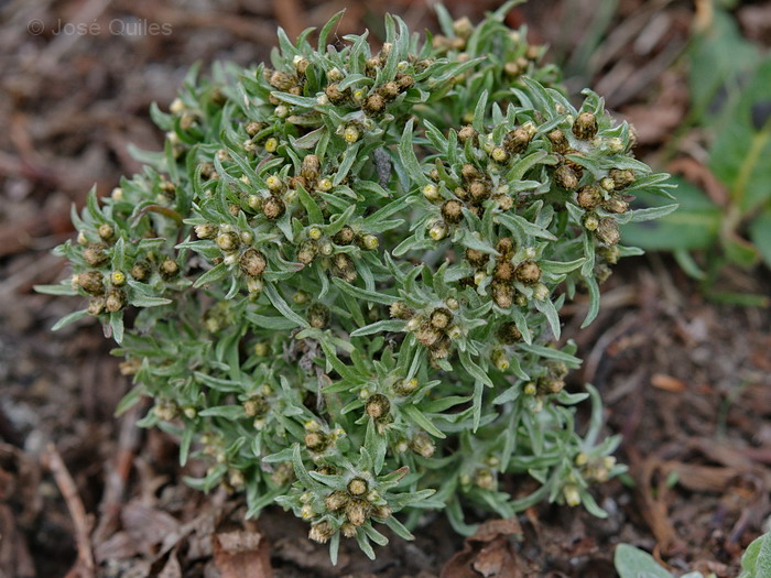 Sierra de Albarrac�n, TE