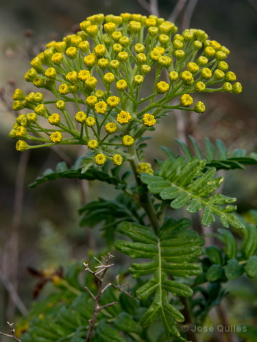 Agulo, La Gomera