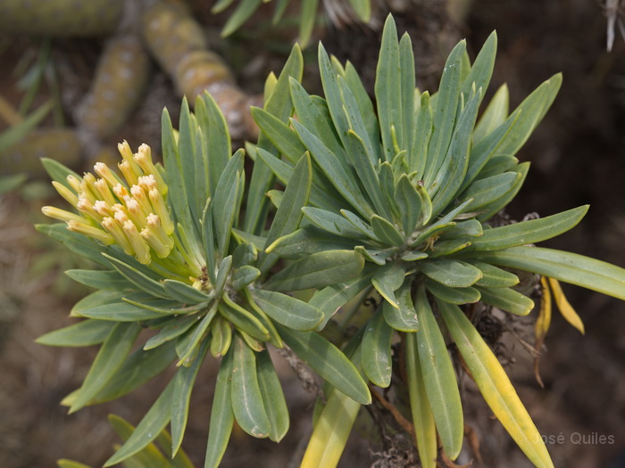 Betancuria, Fuerteventura