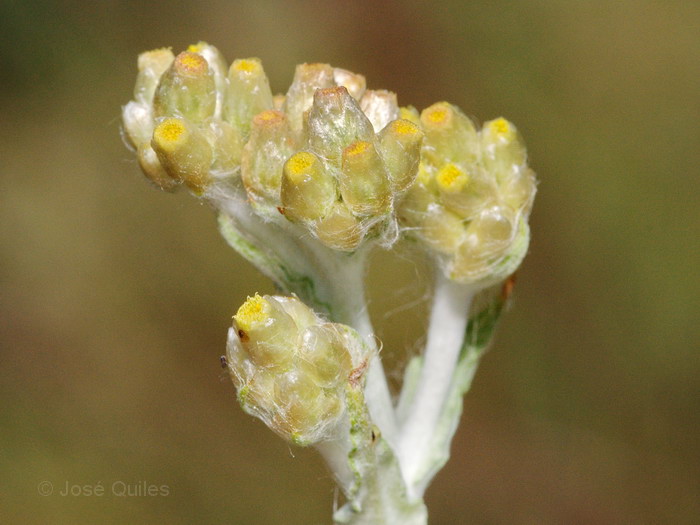 Sierra Espad�n, CS
