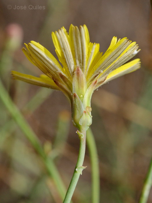 Devesa del Saler