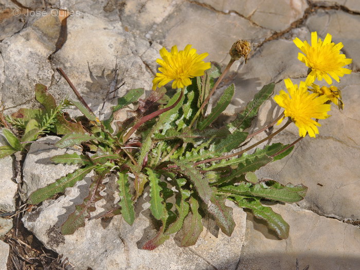 Sierra de Cullera, V