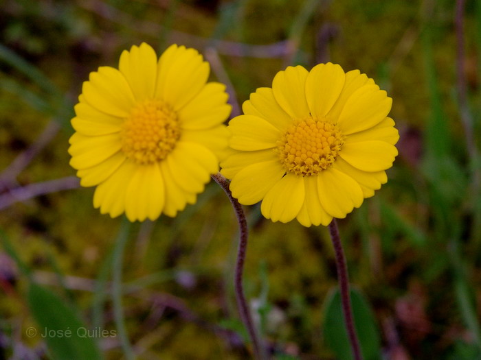 Sierras Subb�ticas, CO