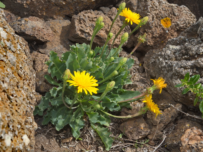 Riscos de Famara, Lanzarote