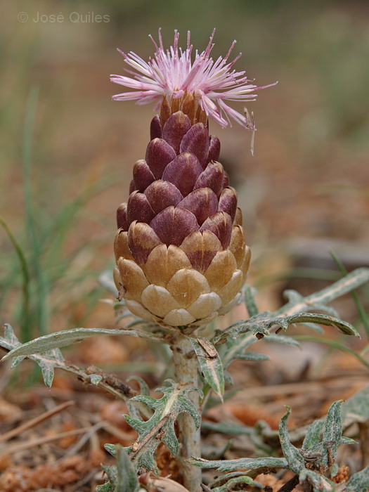 Sierra de Buixcarr�, V