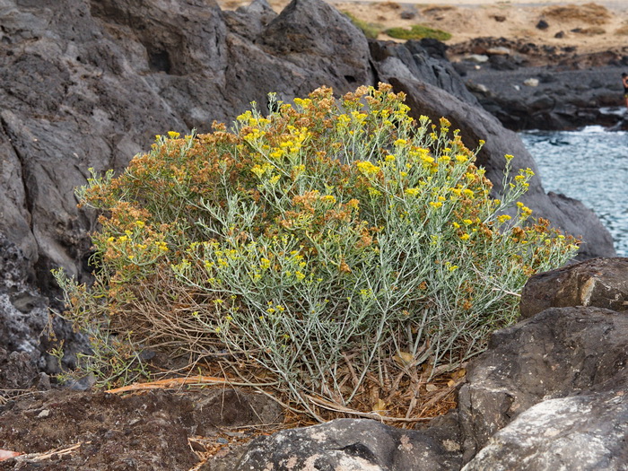Puntallana, La Gomera