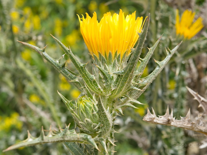 Cercan�as de Agrigento, Sicilia