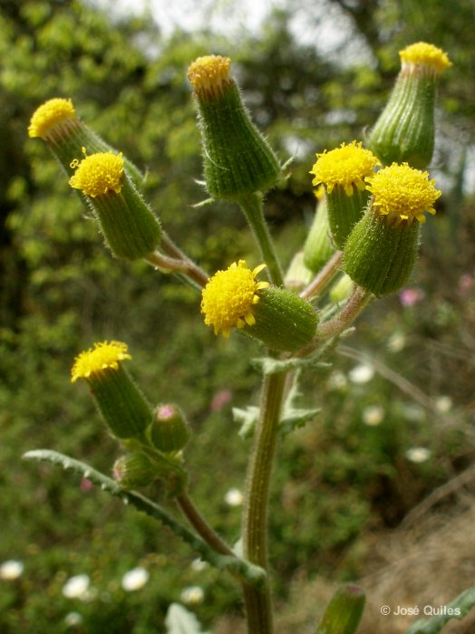 Sierra Espad�n, CS