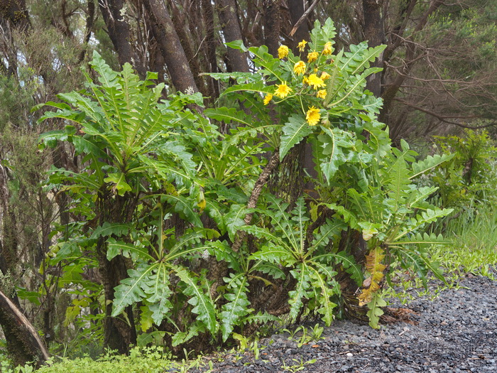 P.N. Garajonay, La Gomera