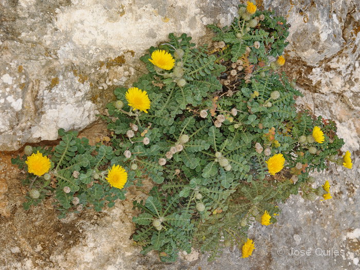 Cercan�as de Al Hoceima, Marruecos