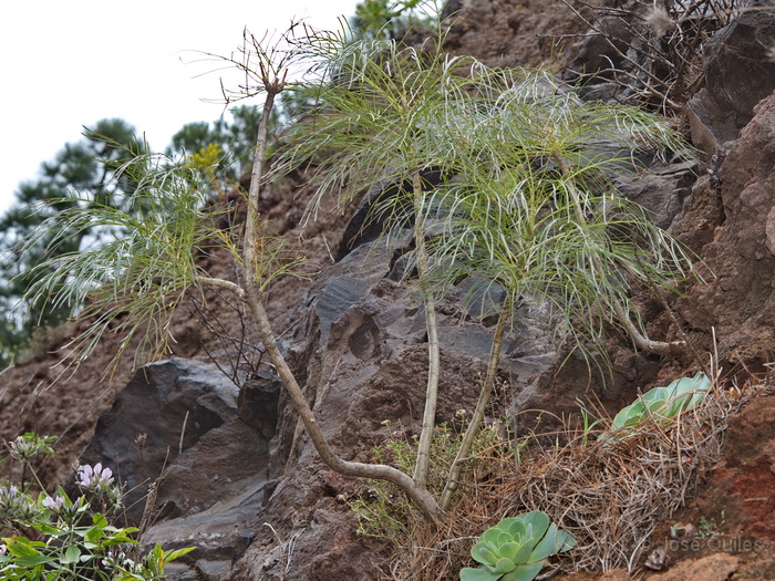 Gran Rey, La Gomera
