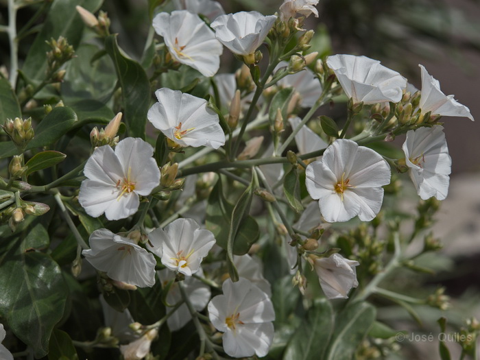 Chejelipes, La Gomera