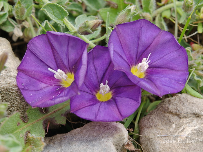 P.N. de Talassemtane, Rif, Marruecos