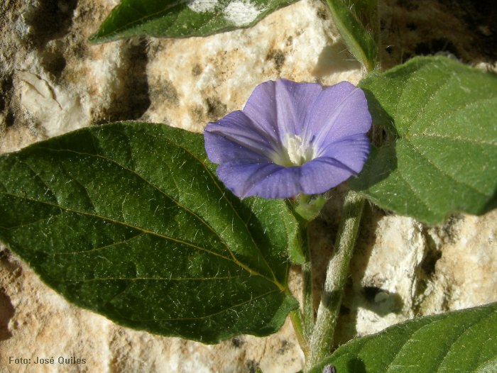 Pe��n de Ifach, A