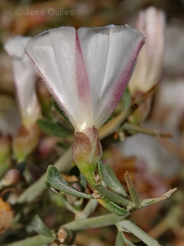 Convolvulus trabutianus
