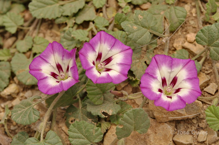 P.N. de Talassemtane, Rif, Marruecos