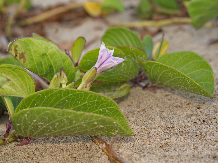 Pen�nsula de Jand�a, Fuerteventura