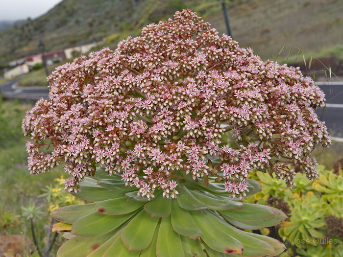 Alajer�, La Gomera