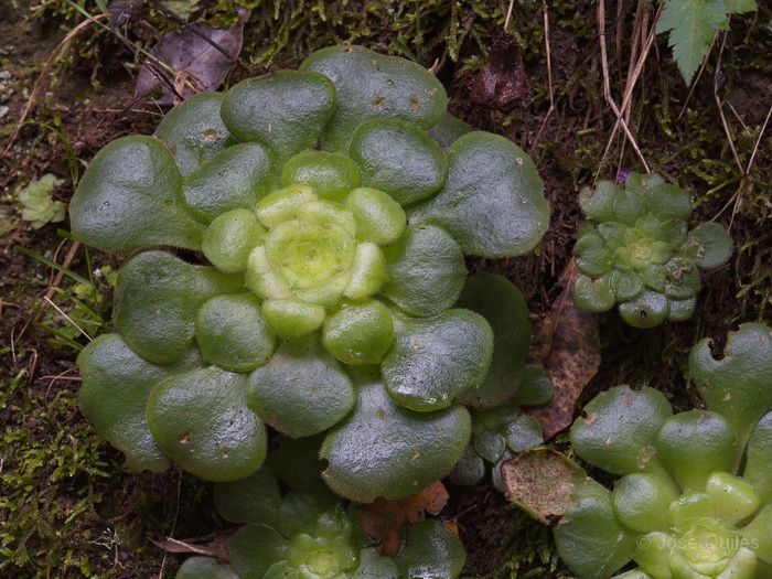 P.N. Garajonay, La Gomera