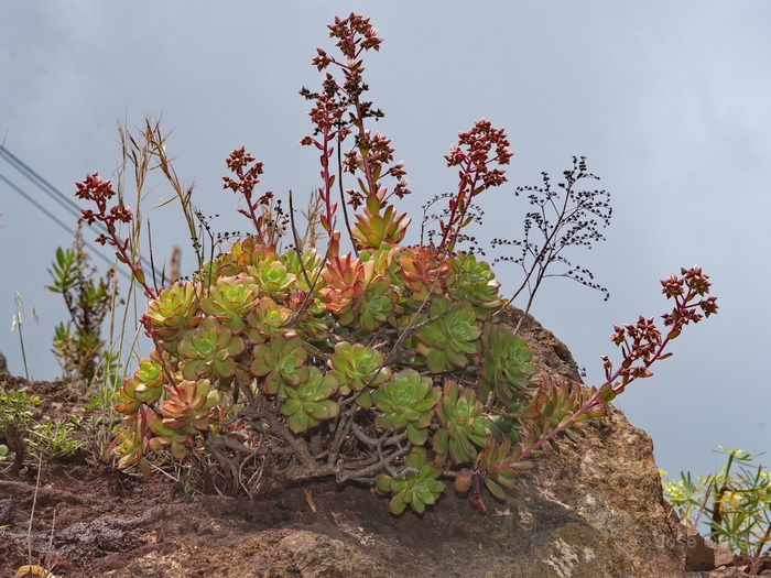 P.N. Garajonay, La Gomera