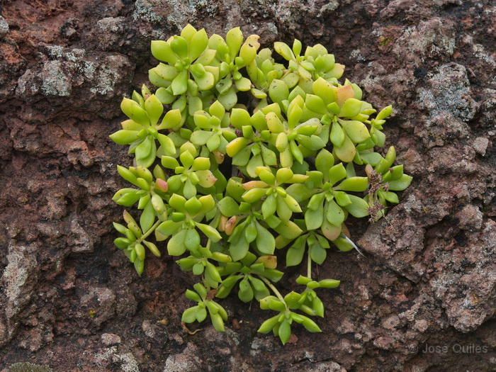 P.N. Garajonay, La Gomera