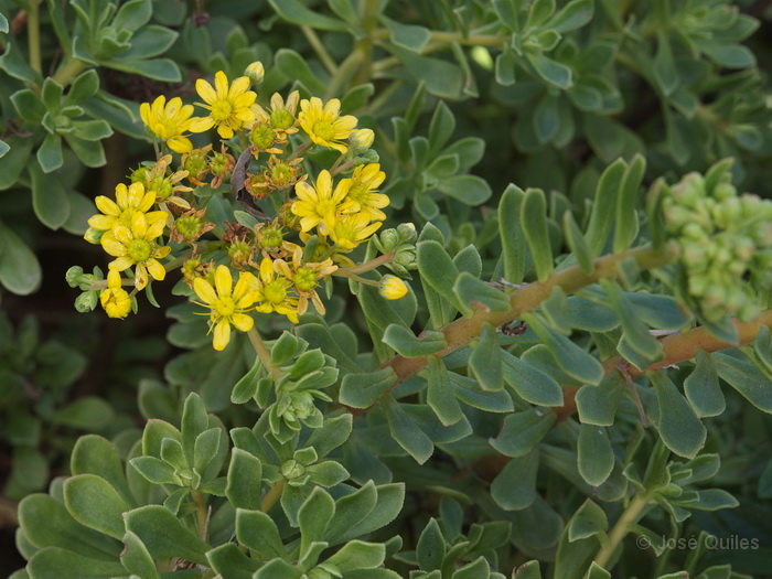 P.N. Garajonay, La Gomera