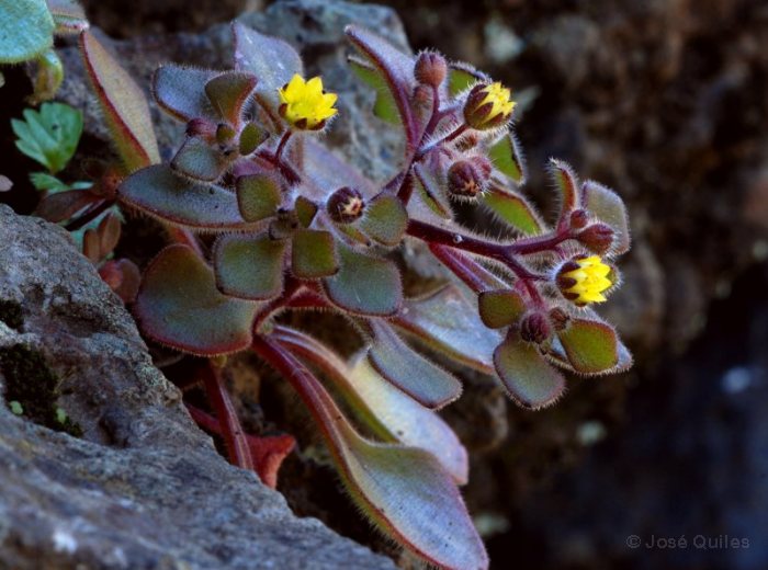 Los Tilos, La Palma, TF