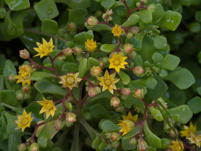 P.N. Garajonay, La Gomera