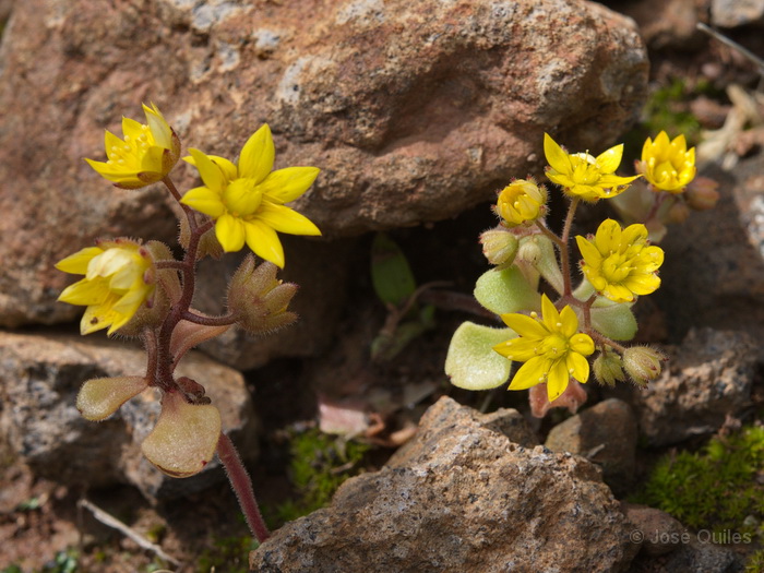 P.N. Garajonay, La Gomera