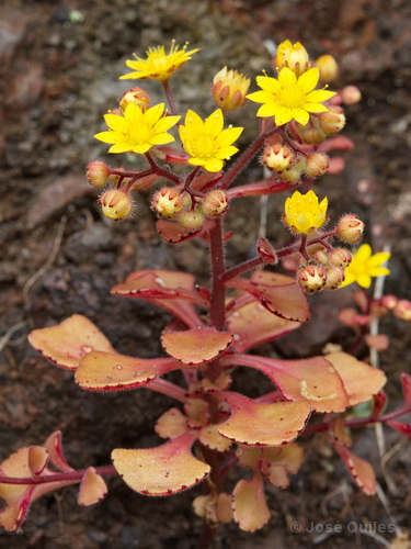 P.N. Garajonay, La Gomera