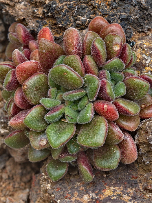 Riscos de Famara, Lanzarote