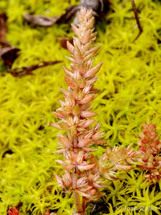 Sierra Espad�n, CS