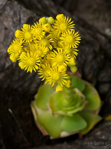 P.N. Garajonay, La Gomera