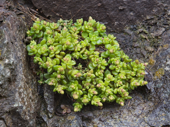 P.N. Garajonay, La Gomera