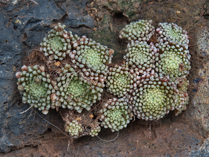 Barranco del Cabrito, La Gomera