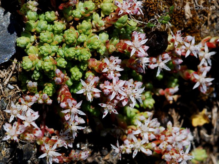 Sierra Nevada, AL