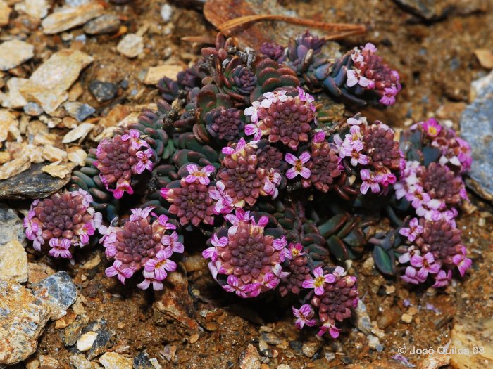 Sierra Nevada, AL
