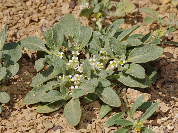Anastatica hierochuntica