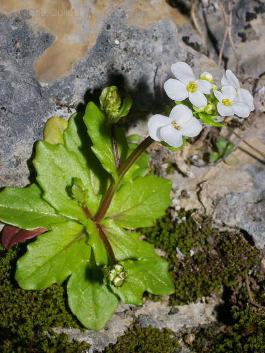 Sierra de Cazorla, J