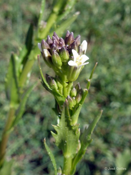Sierra Espad�n, CS