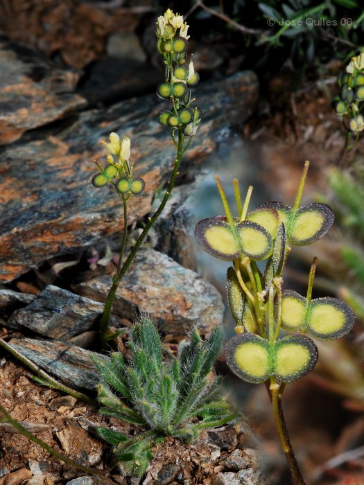 Sierra Nevada, AL