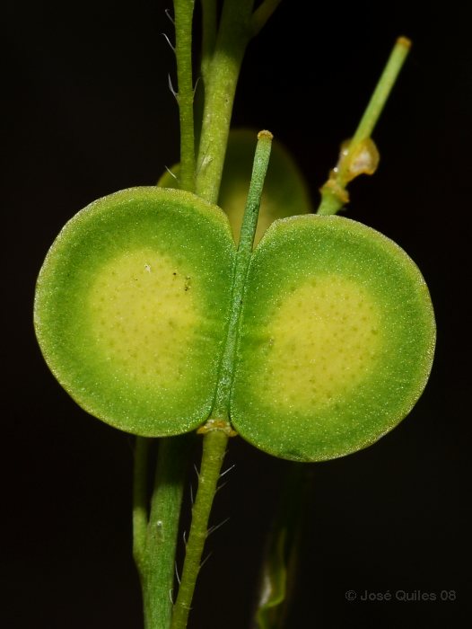 Sierra de Buixcarr�, V