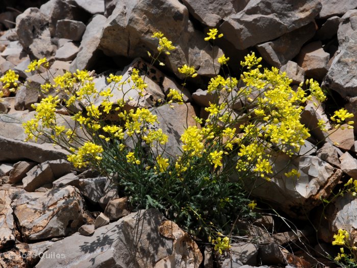 Sierra de Javalambre, TE