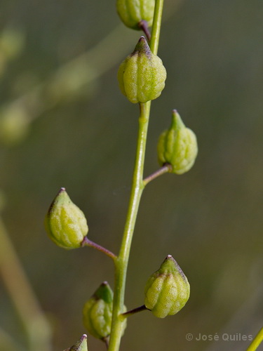 Hoya de Guadix-Baza, GR
