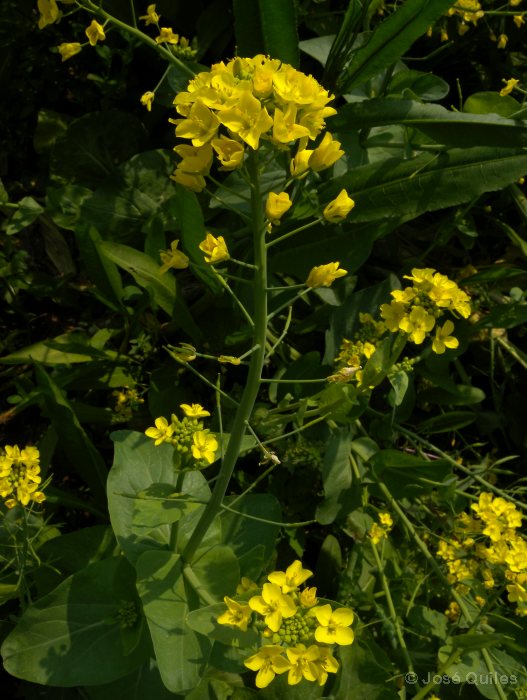 Huerta de Valencia