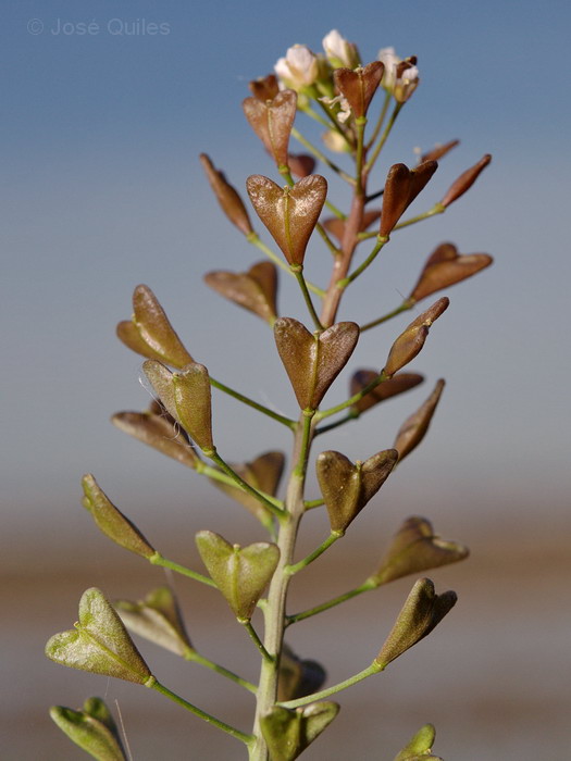 Albufera de Valencia