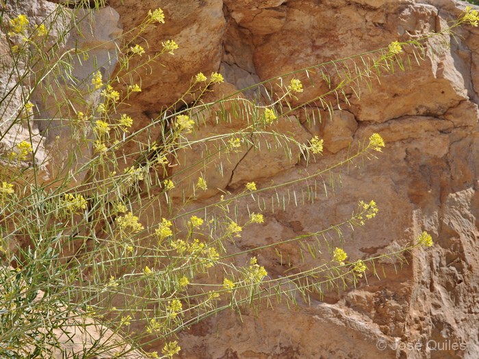 Alto Vinalopó, A