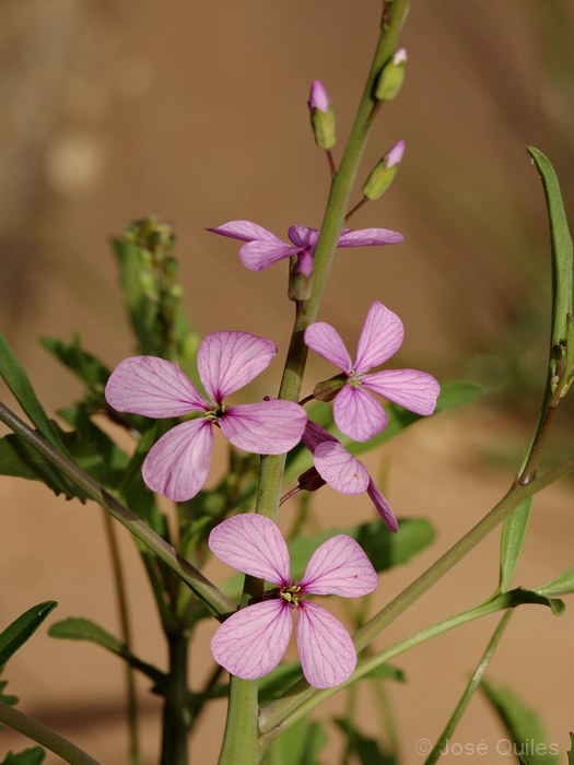 Tafilalt, Marruecos