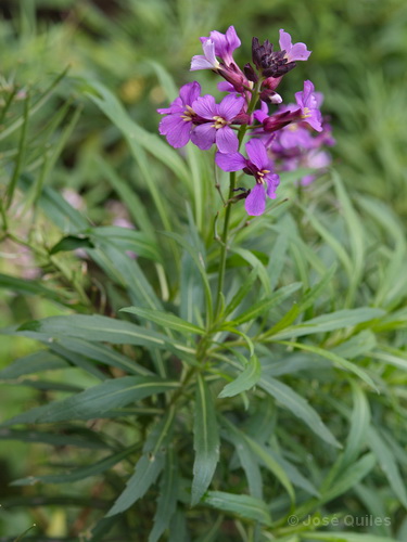 P.N. Garajonay, La Gomera