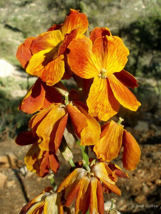 Asilvestrada, Sierra Mariola, A